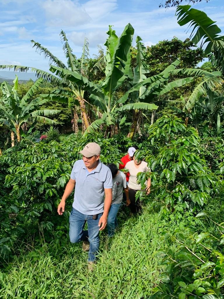 Jocsan walking the coffee at El Limón, Honduras