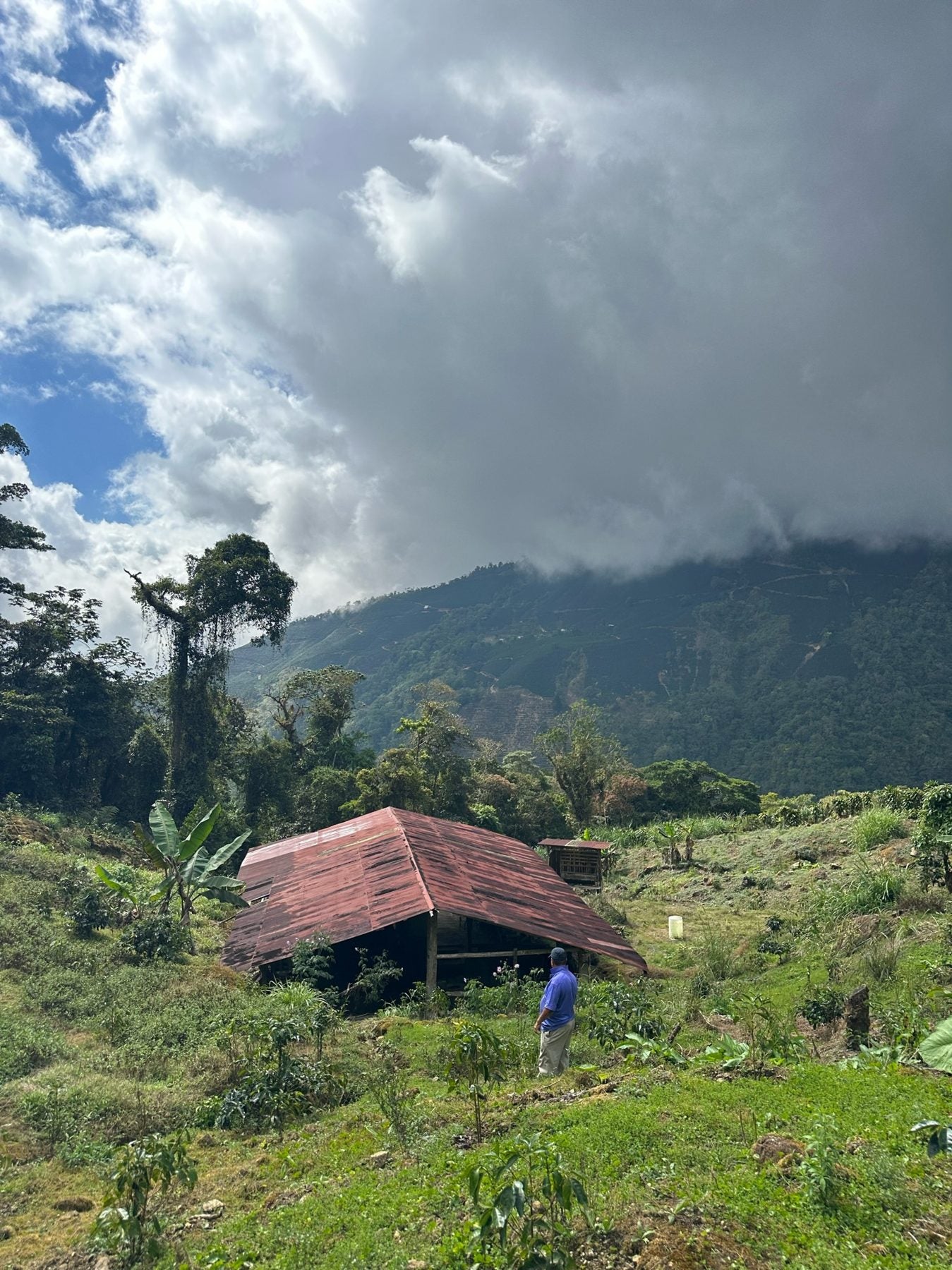 A farm under the rainforest canopy, Costa Rica