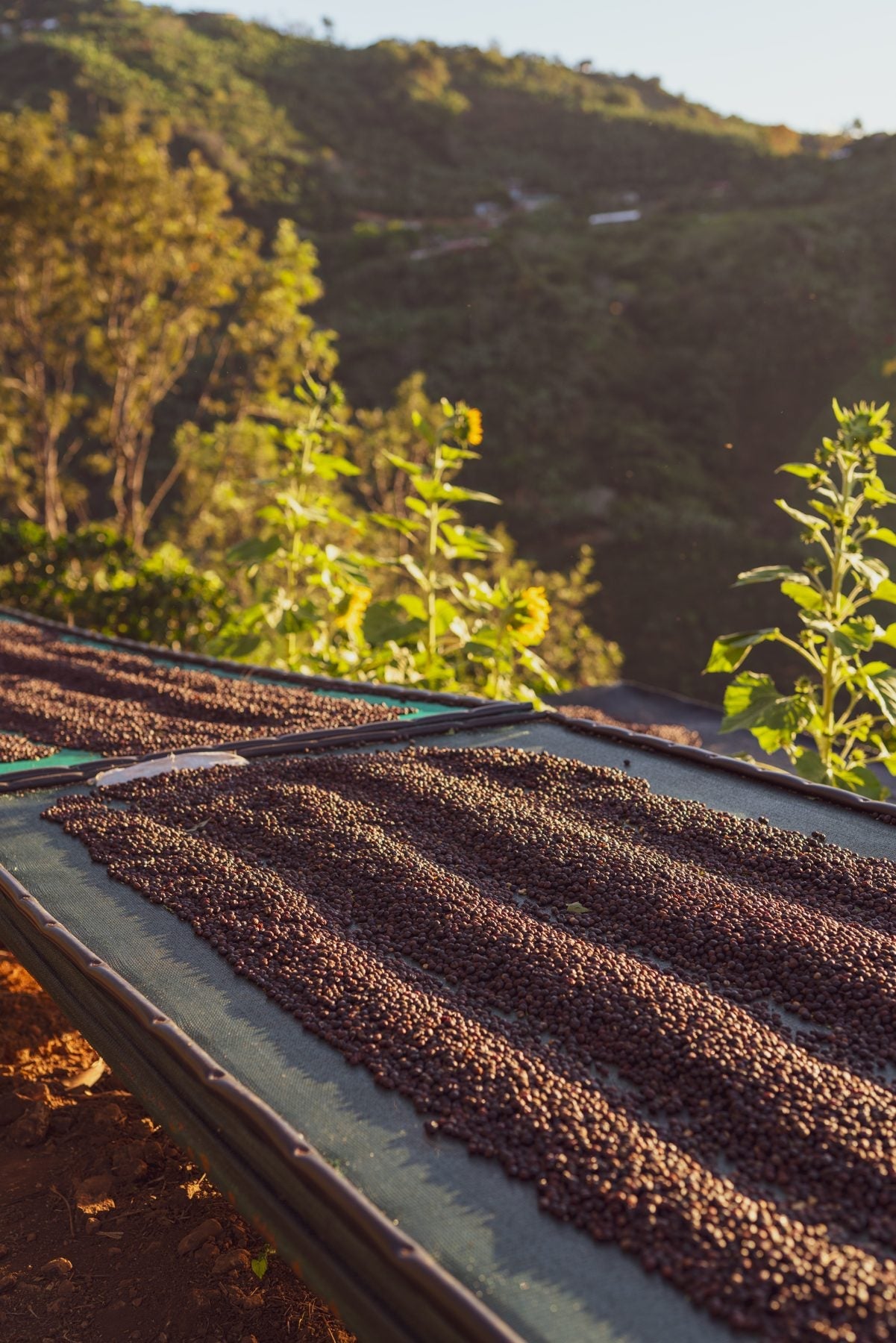 Drying beds above the valley at Blue Sunrise