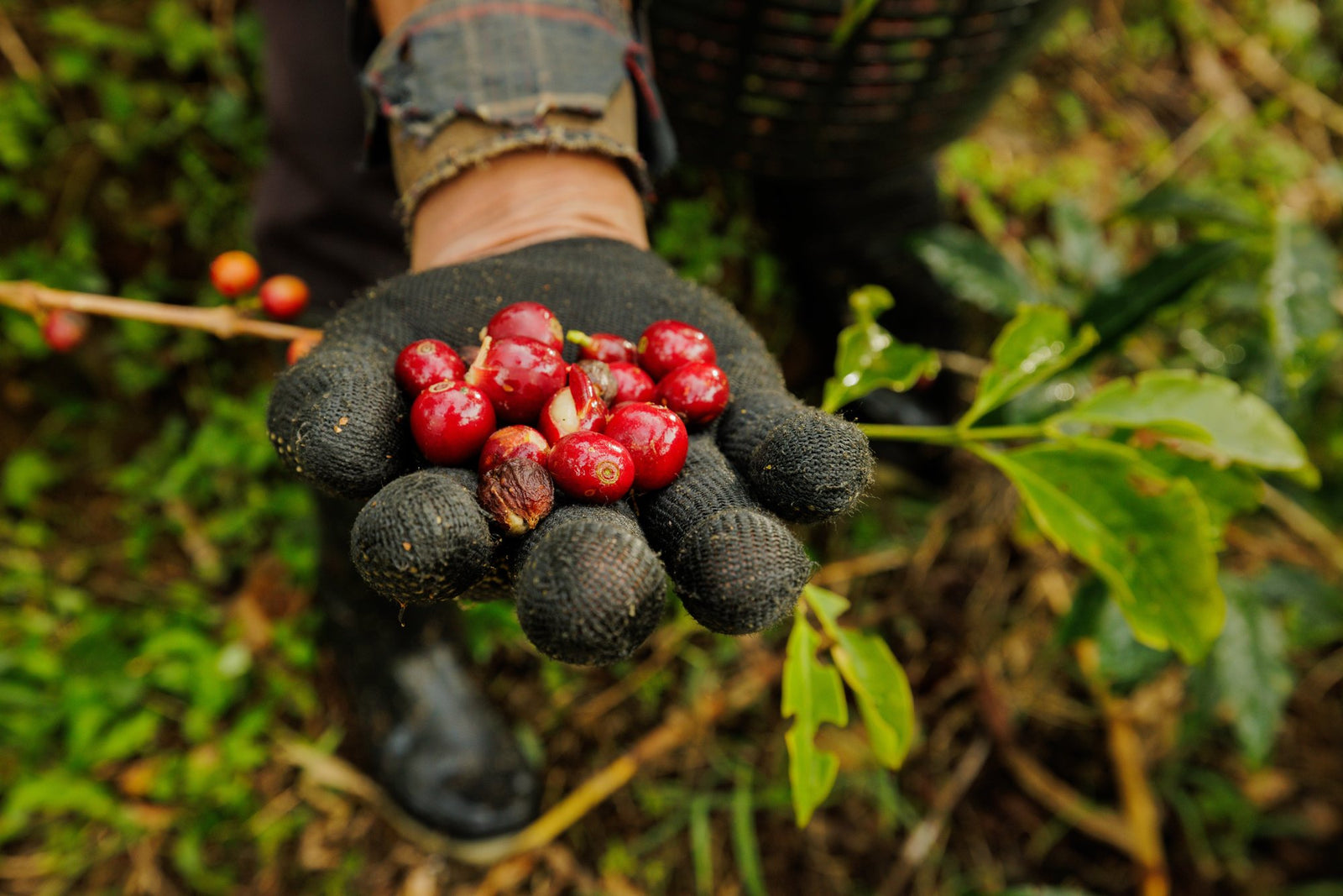 Picked coffee cherries in a gloved hand